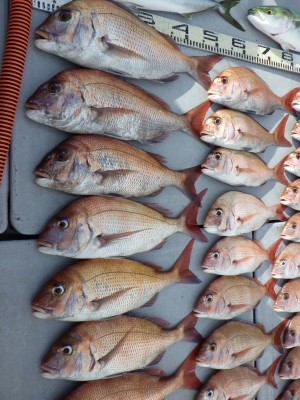 磯部釣船 直栄丸 釣果