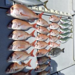 磯部釣船 直栄丸 釣果