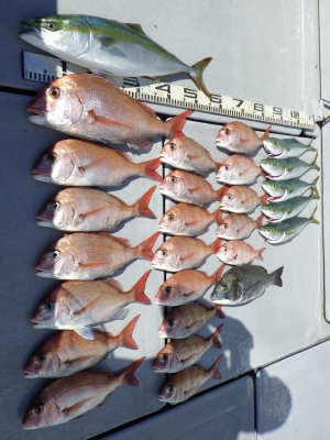 磯部釣船 直栄丸 釣果