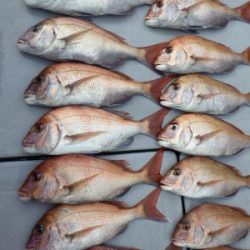 磯部釣船 直栄丸 釣果