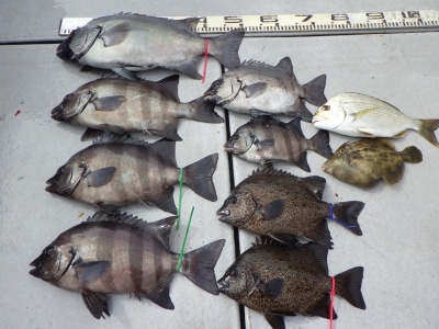 磯部釣船 直栄丸 釣果