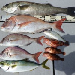 磯部釣船 直栄丸 釣果