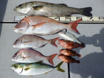 磯部釣船 直栄丸 釣果