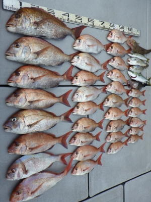 磯部釣船 直栄丸 釣果