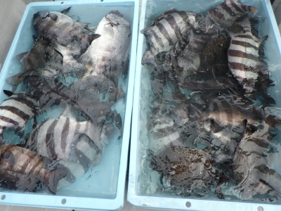 磯部釣船 直栄丸 釣果