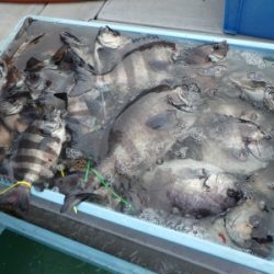 磯部釣船 直栄丸 釣果