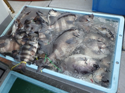 磯部釣船 直栄丸 釣果