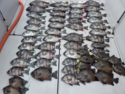 磯部釣船 直栄丸 釣果