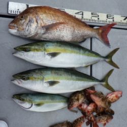 磯部釣船 直栄丸 釣果