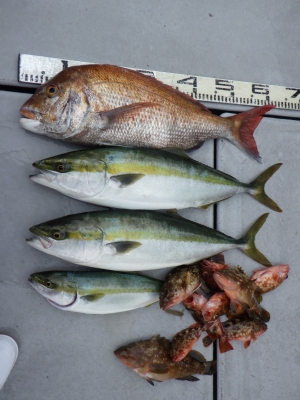 磯部釣船 直栄丸 釣果