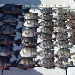 磯部釣船 直栄丸 釣果