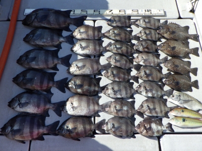 磯部釣船 直栄丸 釣果