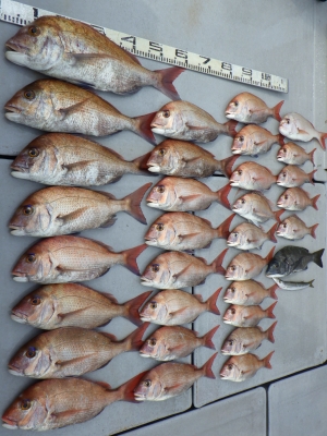 磯部釣船 直栄丸 釣果