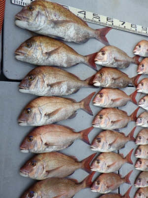 磯部釣船 直栄丸 釣果