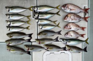 さぶろう丸 釣果