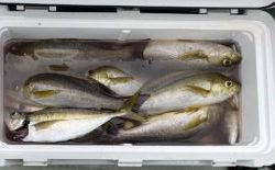 さぶろう丸 釣果