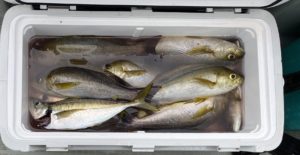 さぶろう丸 釣果