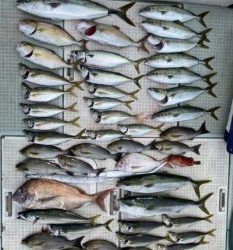 さぶろう丸 釣果