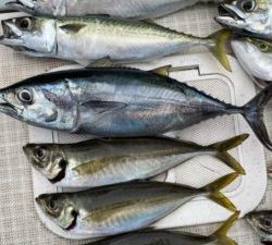 さぶろう丸 釣果