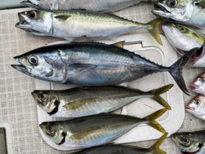 さぶろう丸 釣果