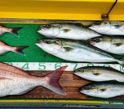 火遠理丸(ほおりまる) 釣果