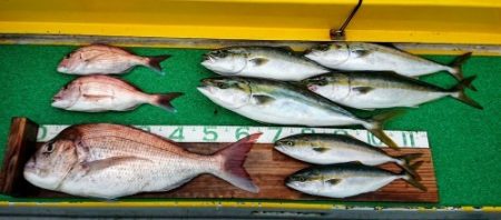 火遠理丸（ほおりまる） 釣果