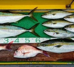 火遠理丸(ほおりまる) 釣果