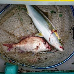 火遠理丸(ほおりまる) 釣果