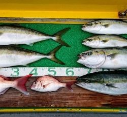 火遠理丸(ほおりまる) 釣果