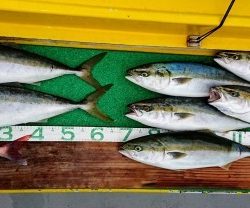 火遠理丸(ほおりまる) 釣果