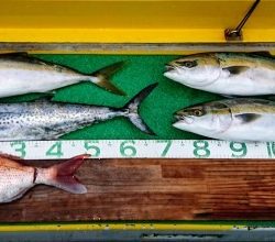 火遠理丸(ほおりまる) 釣果