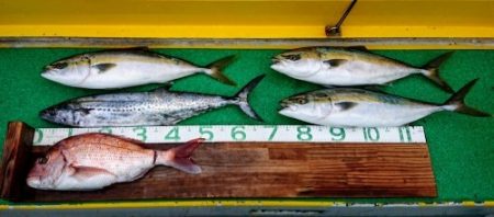 火遠理丸(ほおりまる) 釣果