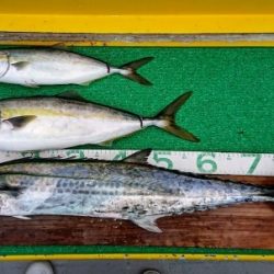 火遠理丸(ほおりまる) 釣果