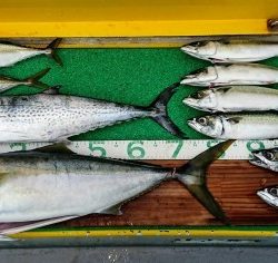 火遠理丸(ほおりまる) 釣果