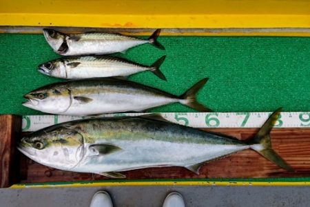 火遠理丸(ほおりまる) 釣果