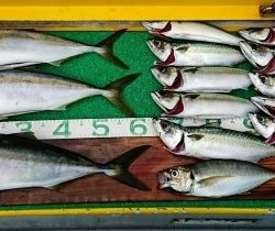 火遠理丸(ほおりまる) 釣果