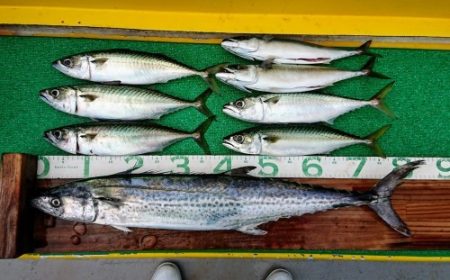 火遠理丸(ほおりまる) 釣果