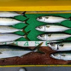 火遠理丸(ほおりまる) 釣果