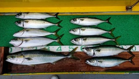 火遠理丸(ほおりまる) 釣果