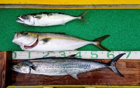 火遠理丸(ほおりまる) 釣果