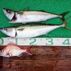 火遠理丸(ほおりまる) 釣果