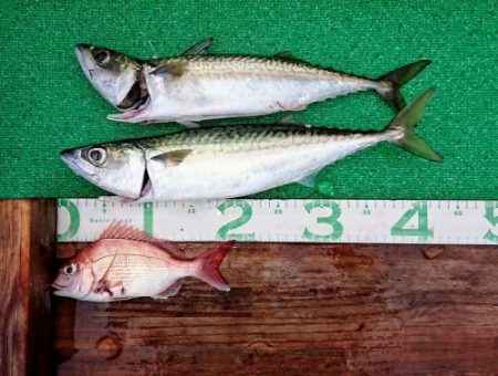 火遠理丸(ほおりまる) 釣果