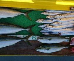 火遠理丸(ほおりまる) 釣果