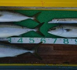 火遠理丸(ほおりまる) 釣果