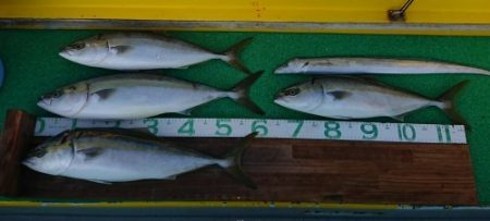 火遠理丸(ほおりまる) 釣果