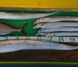 火遠理丸(ほおりまる) 釣果