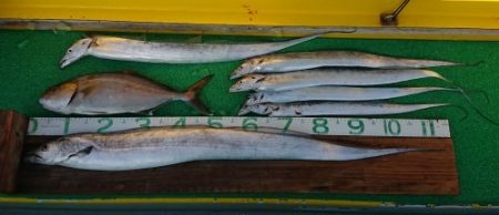 火遠理丸(ほおりまる) 釣果