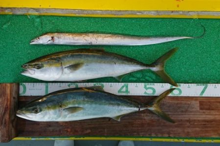 火遠理丸(ほおりまる) 釣果