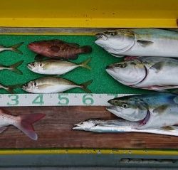 火遠理丸(ほおりまる) 釣果