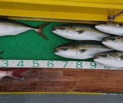 火遠理丸(ほおりまる) 釣果